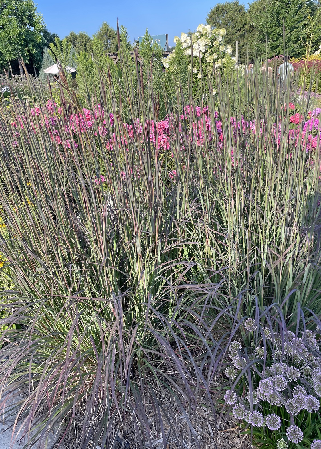 Bluestem flowers