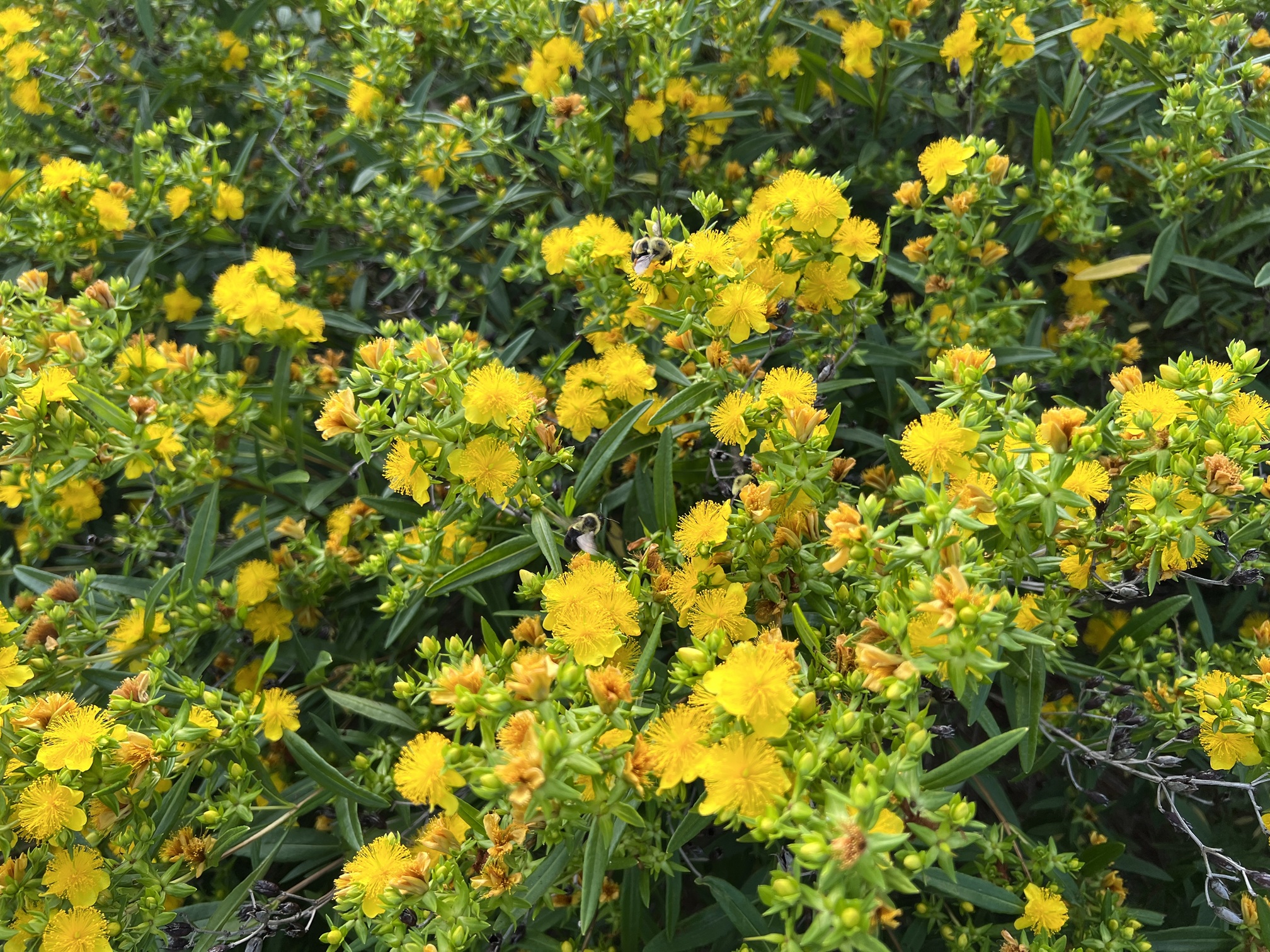 bee-friendly St Johns wort