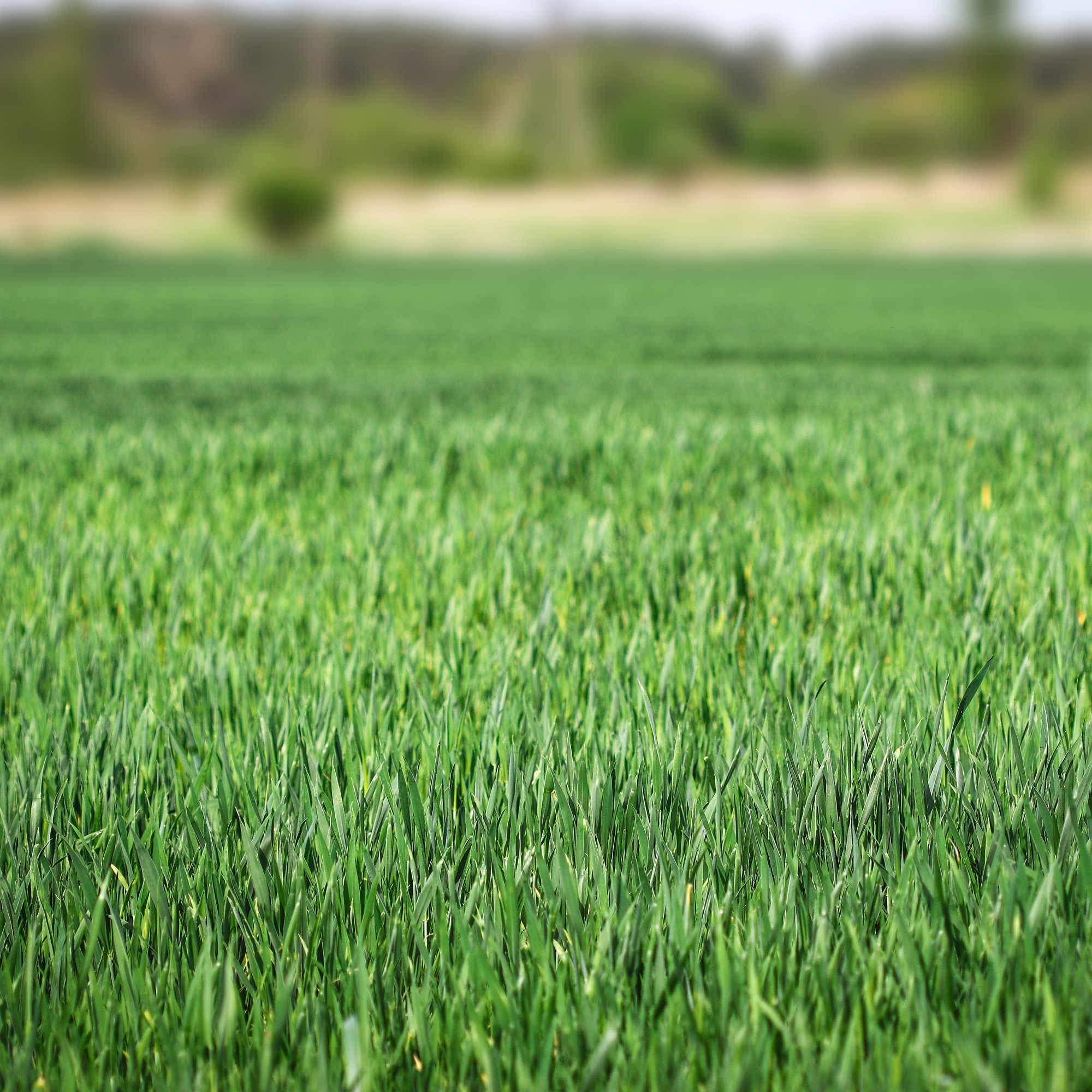 new grass in spring