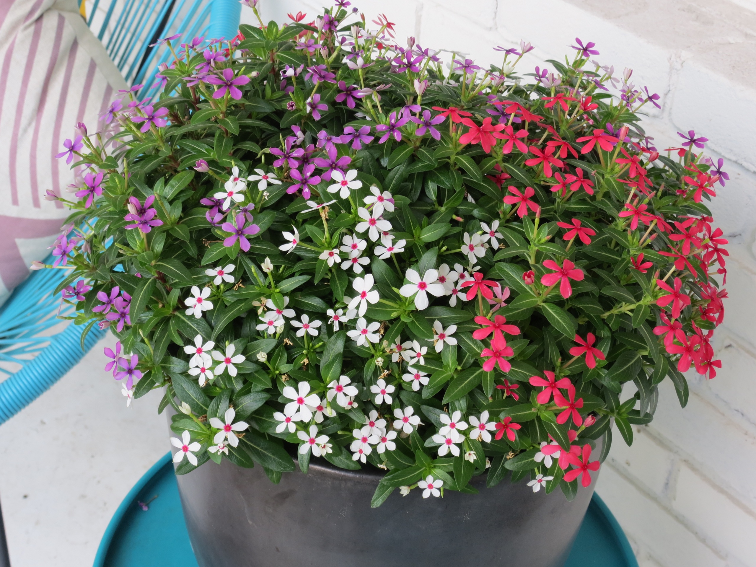 patriotic gardens