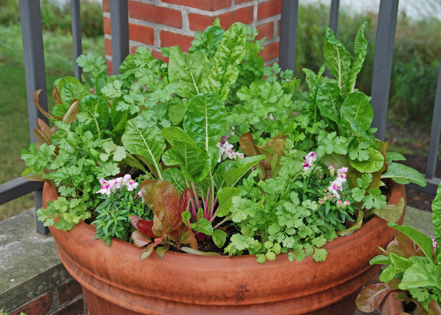 cilantro, lettuce, swiss chard