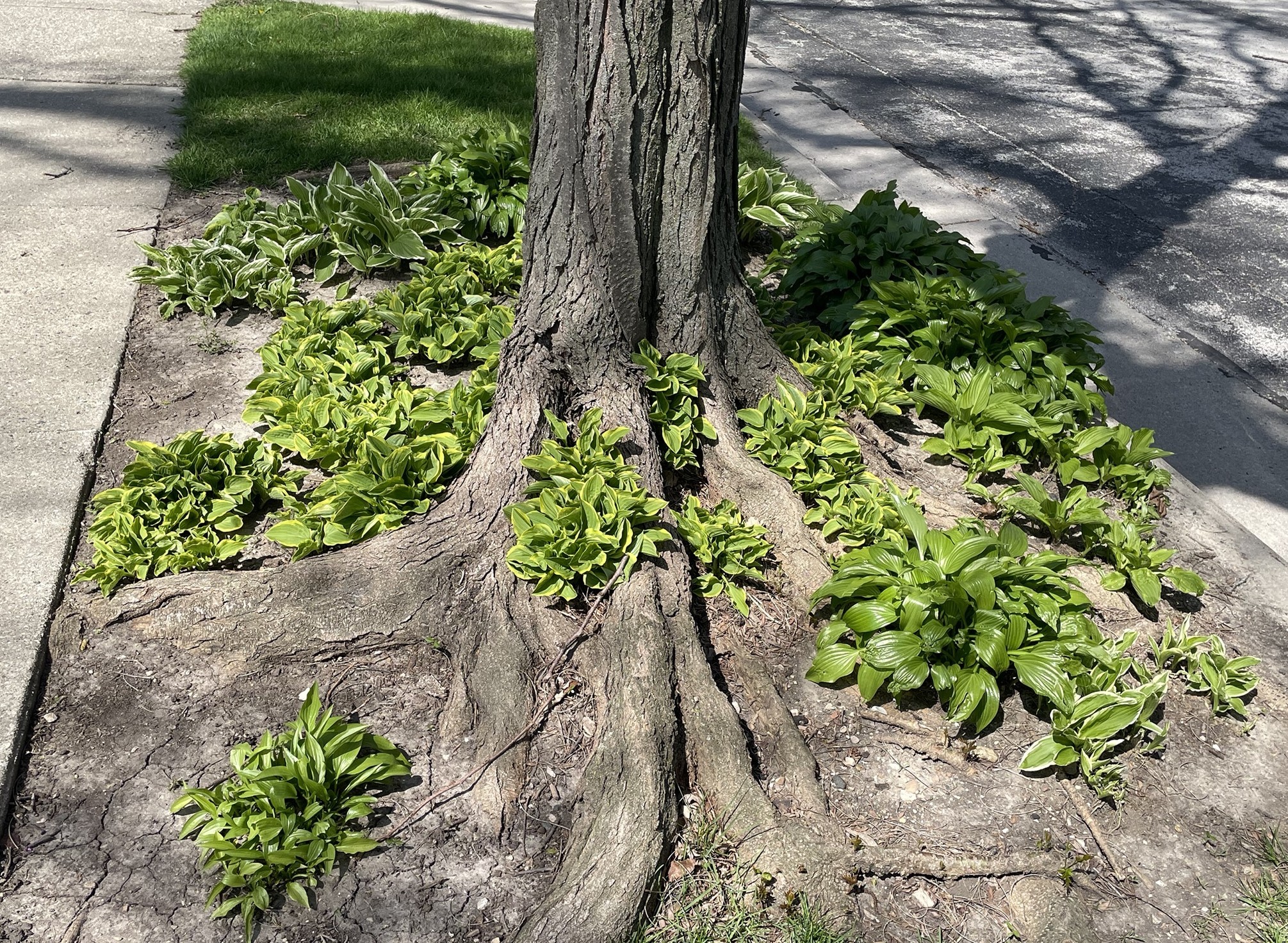 tree roots and hosta