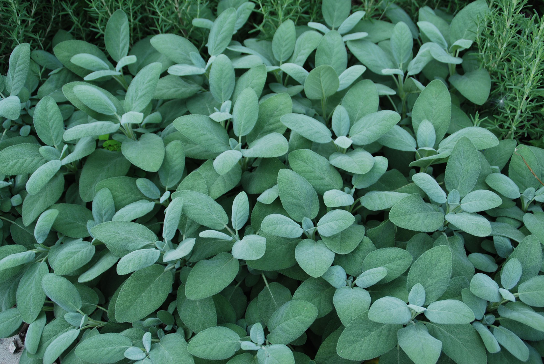 fresh sage