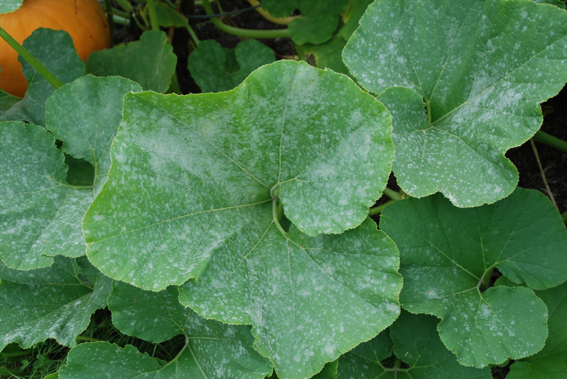 powdery mildew on squash plant leaves