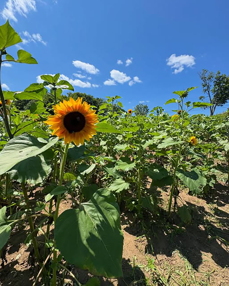 blooming sunflowers at Red Apple Farm