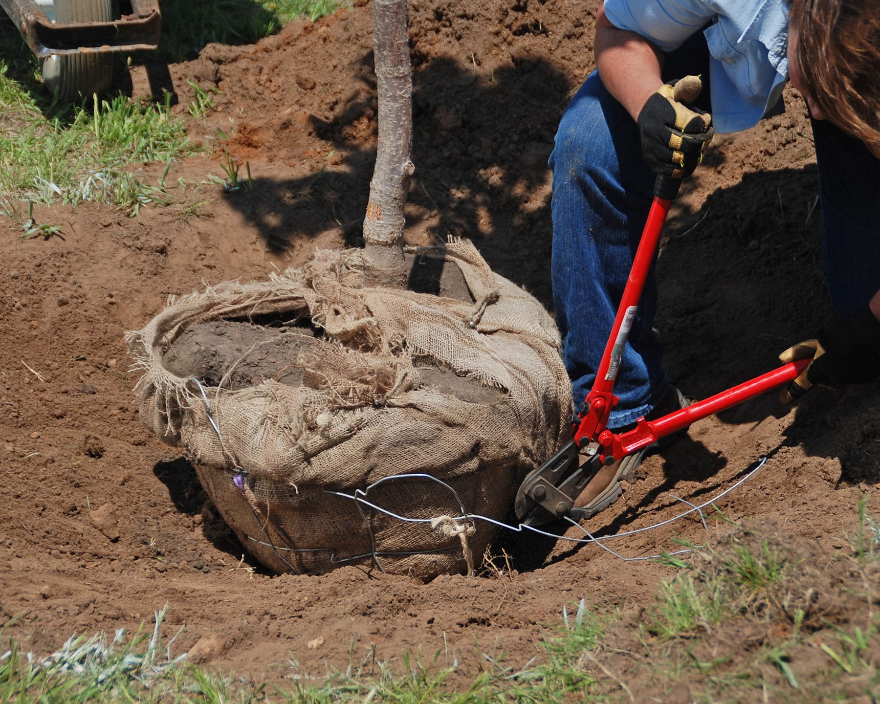 preparing a tree for planting