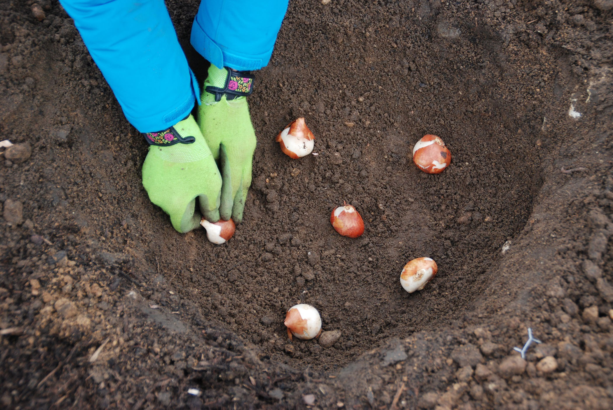 tulip bulbs for fall planting