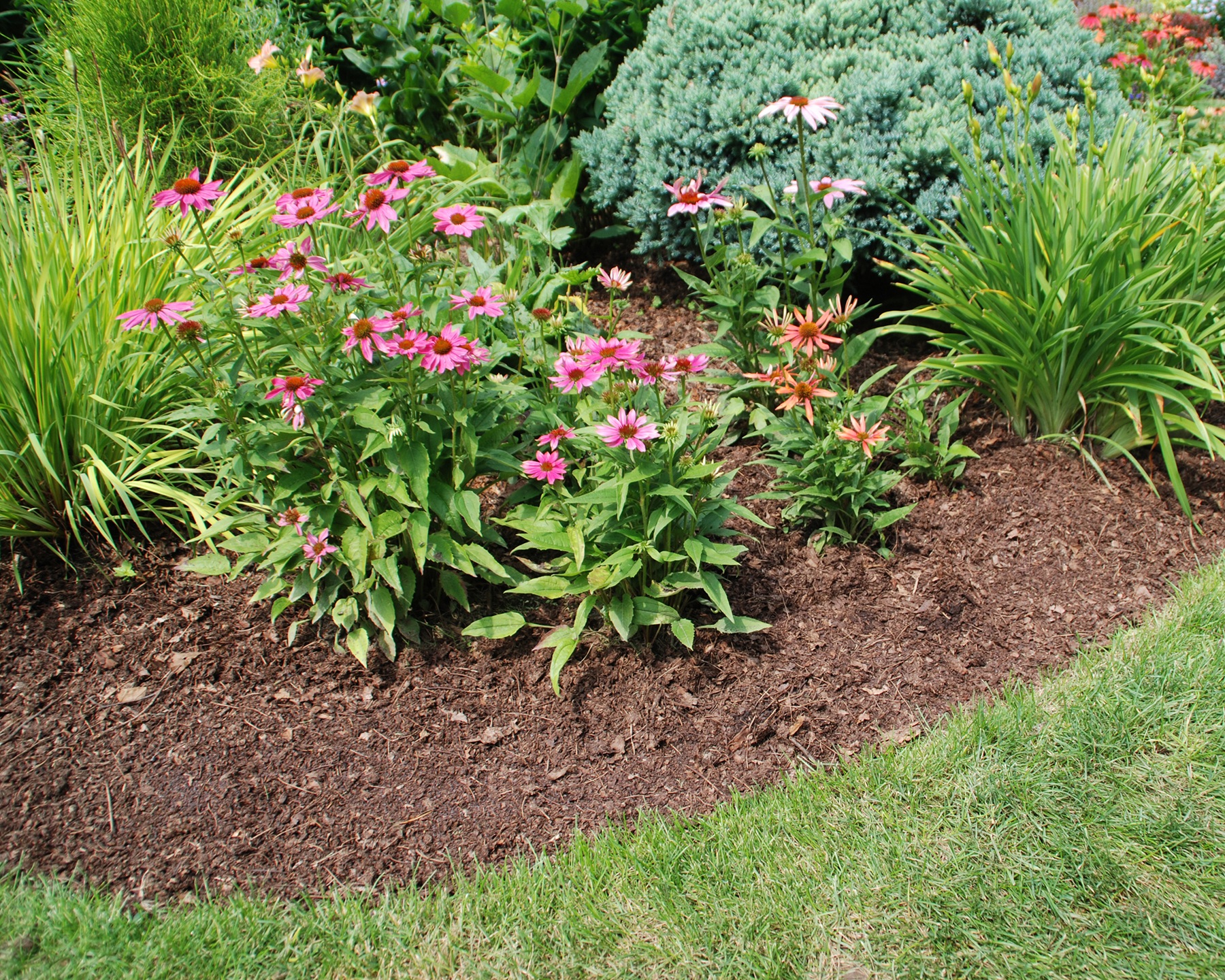 garden with shredded leaf mulch
