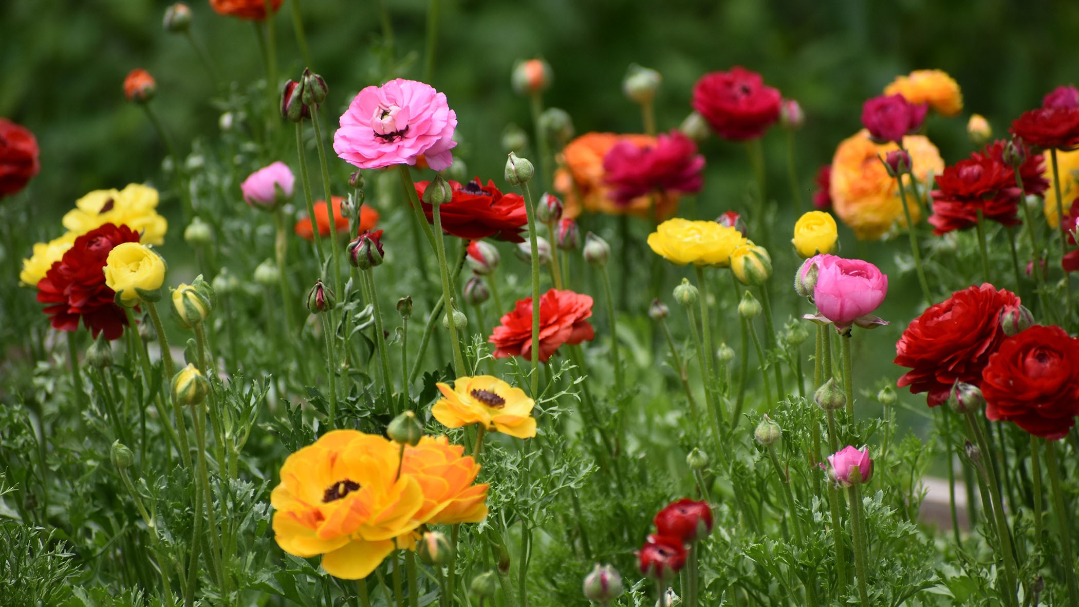 flowering ranunculus