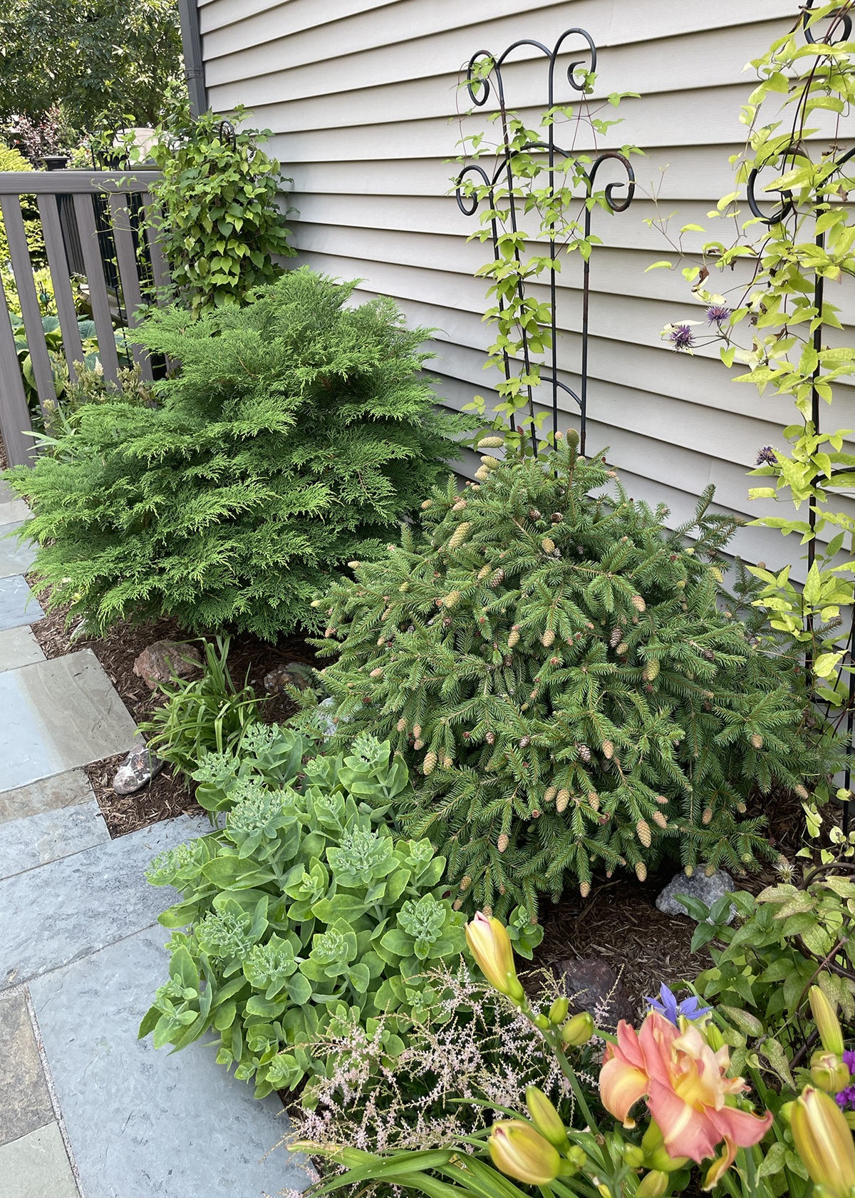 Evergreen shrubs