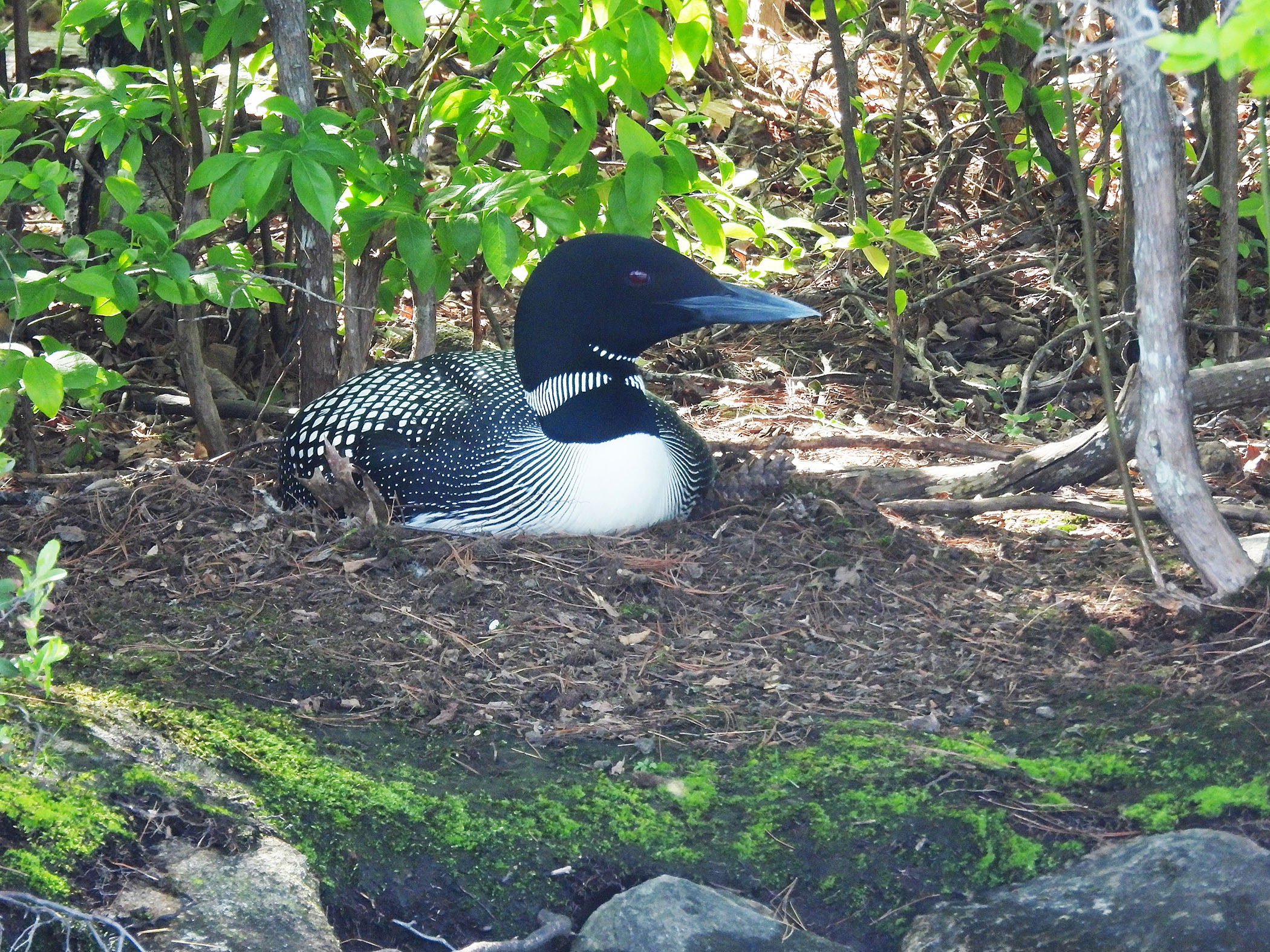 Nesting loon on Commodore Island