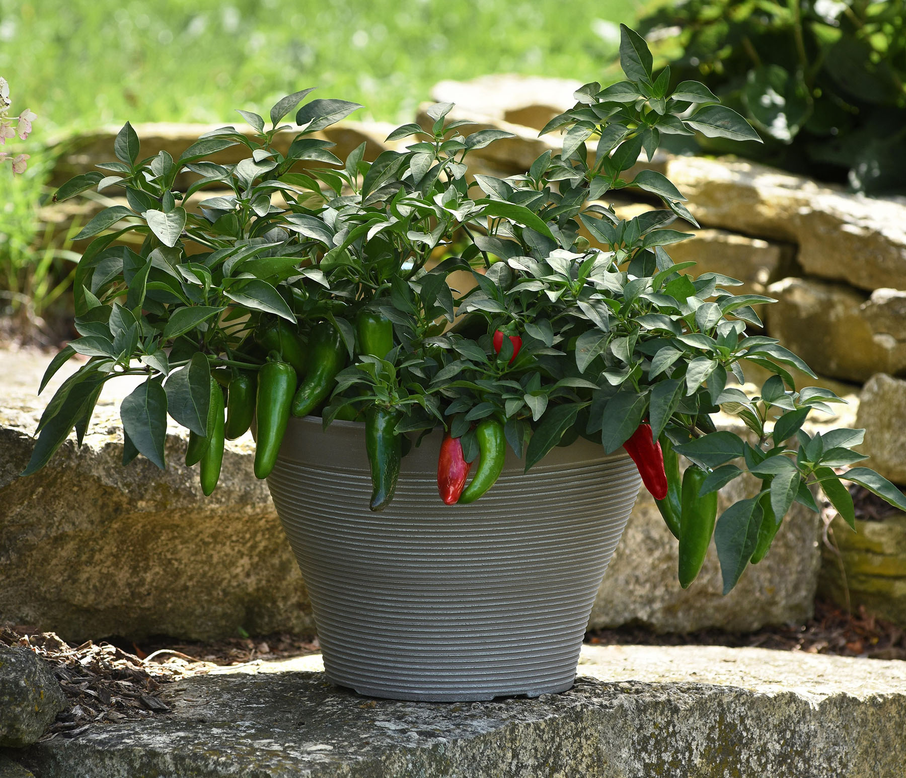 peppers growing in a pot