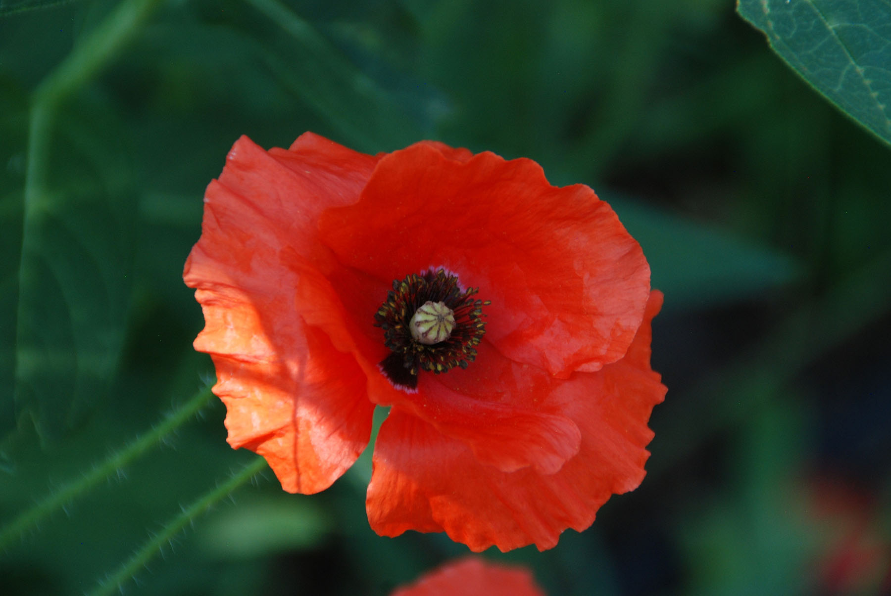 a red poppy