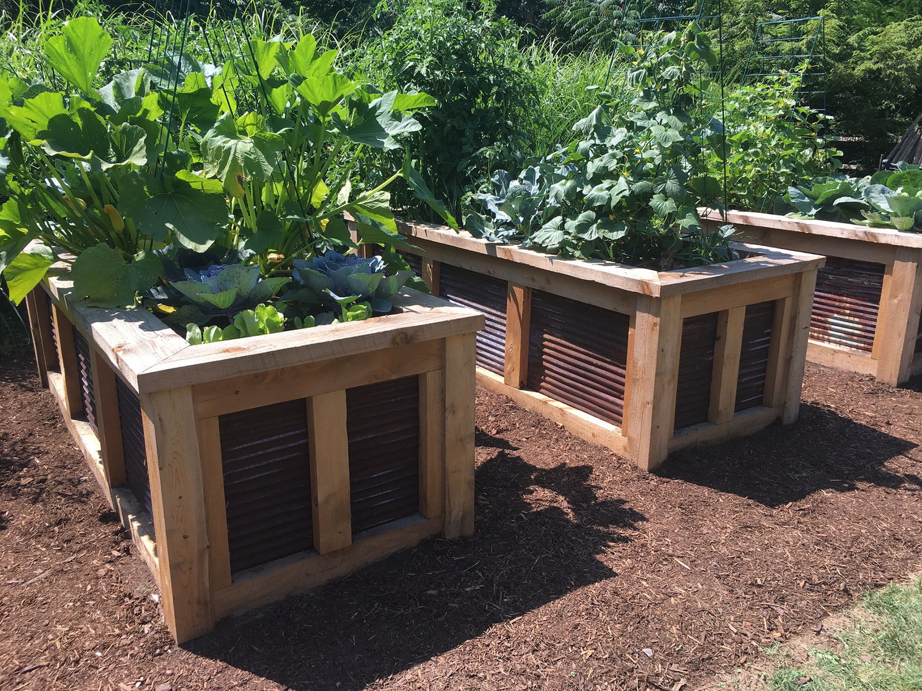 Raised vegetable beds